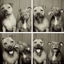 pit-bulls-photo-booth-cute-dogs-lynn-terry-thumb290